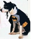 halloweenbordercollie.jpg