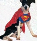 halloweenbordercollie1.jpg