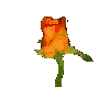 orangerose.gif